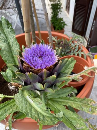 OFFICINALE Rome Apartment, Pineta Sacchetti, Roma (foto 2)