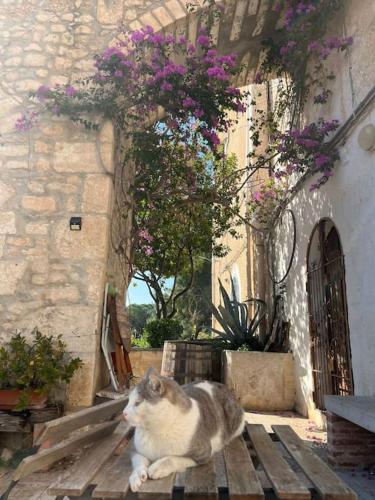 Casa masseria dell'800 Gargano. Le Mignole