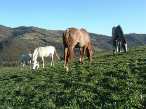 Farmhouse with stables horses and the ability to make horseback riding