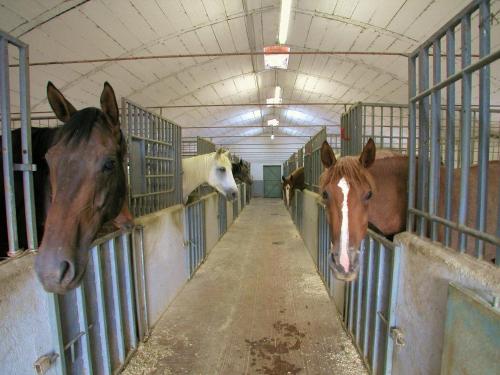 Farmhouse with stables horses and the ability to make horseback riding