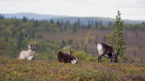 Kelohonkahuoneisto Käkriäinen A