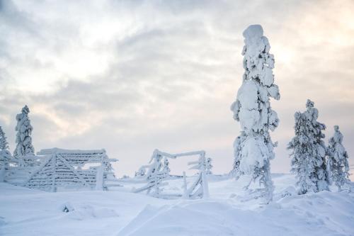 Kelohonkahuoneisto Käkriäinen A