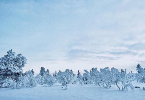 Kelohonkahuoneisto Käkriäinen A