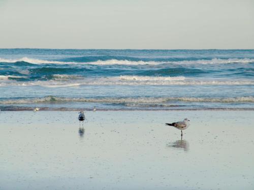 Hampton Inn Daytona Shores-Oceanfront