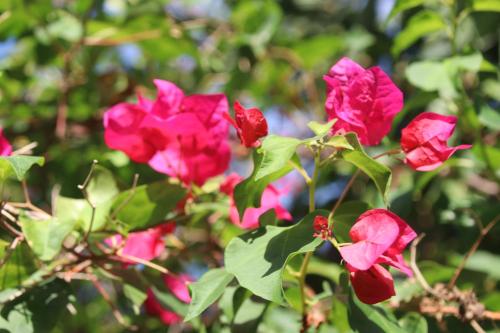 Amanda's Place Yellow Studio - Pool and Tropical garden