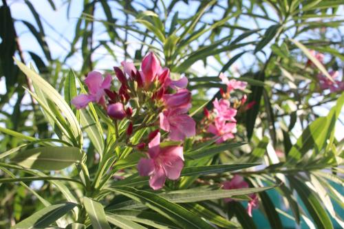 Amanda's Place Yellow Studio - Pool and Tropical garden