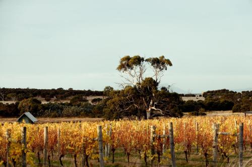 The Blacksmith's Cottage at Lisdillon Vineyard