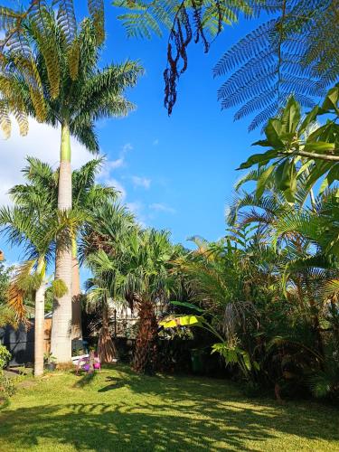 Studio dans les Hauts de Saint-Leu (Réunion) - Location saisonnière - Saint-Leu