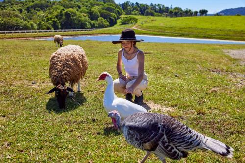 KUR-Cow farm escape 35 minutes from Cairns