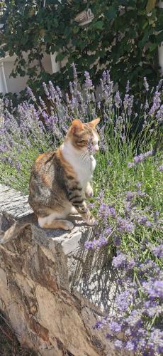 Casa Lavanda - Karin Gornji