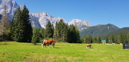 Apkārtne, Chalet Lia in Fraz. Padola - Comelico Superiore