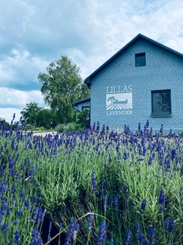 . LillasLavender Kurzeme
