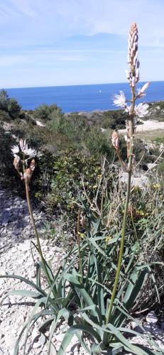 MAISON VUE MAGISTRALE SUR LE PORT ET CALANQUES DES GOUDES MARSEILLE, Marseille (Foto 3)