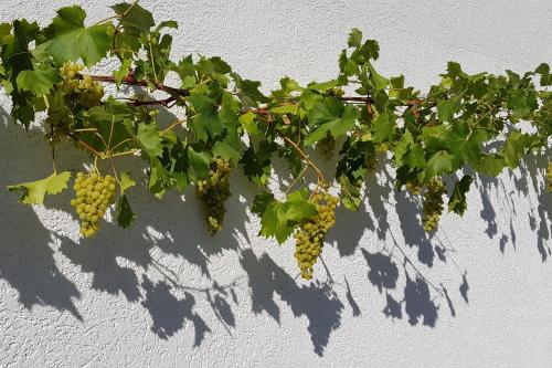 Apartment an der Mosel 2