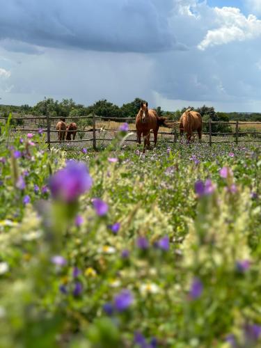 Tenuta di Paternostro Etruscan Country Retreat