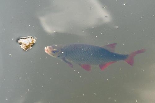 Schwimmpod an der Peene