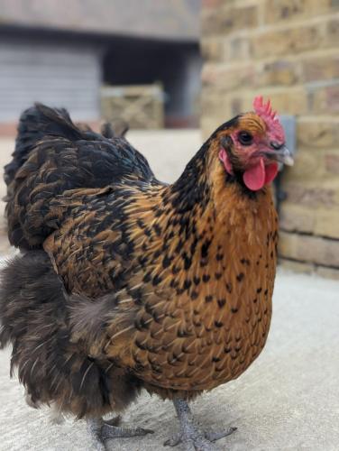 Myrtle Stables - converted, self-contained, countryside Myrtle Stables - converted, self-contained, countryside