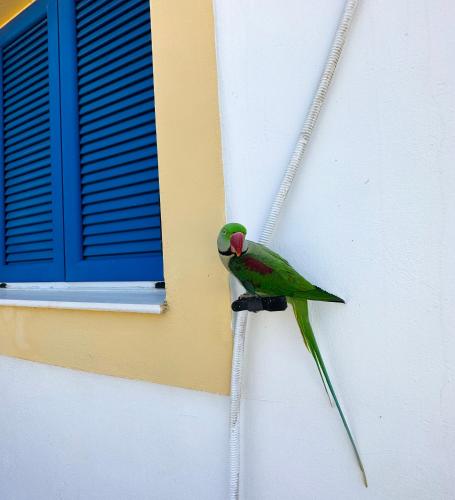 Green Parrot Apartments