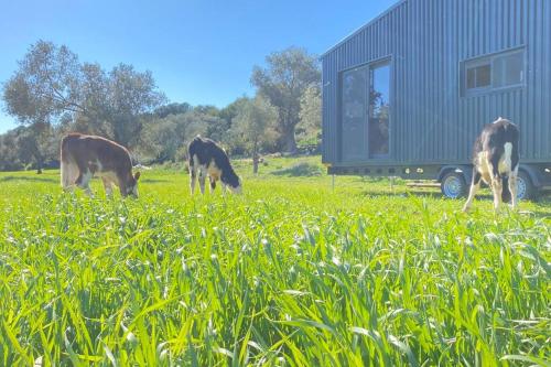 Tiny House Patara