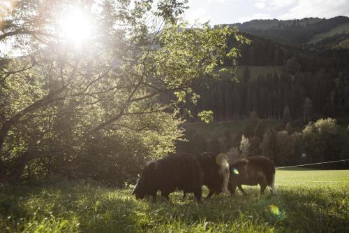 Ümbrus, Biohof Prem in Sankt Kathrein Am Offenegg
