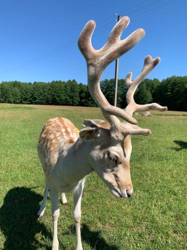 Rubikiai LUX Duplex Apartamentai Rubikiai LUX Duplex Apartamentai