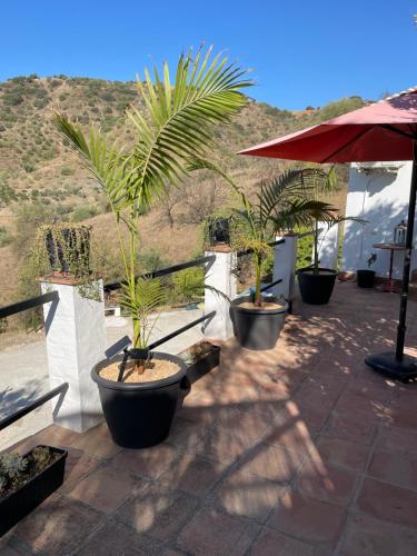 CASITA OASIS in Gibralgalía