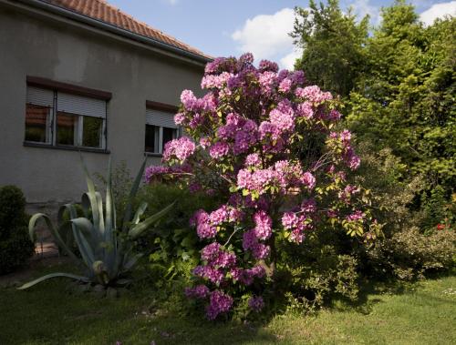 Guest House Kapetanova Kuća