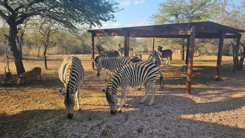 Makhato Bush Lodge 48