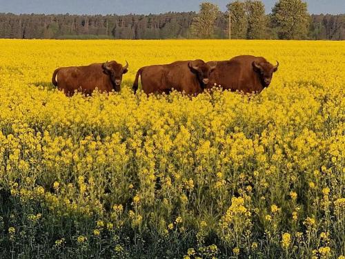 Podlaska chata otoczona ciszą. Na wyłączność