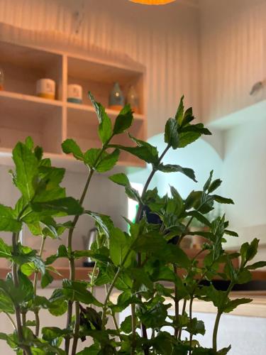 A Casa del Console apartment