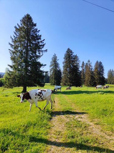  la ferme de la gaby in Le Noirmont