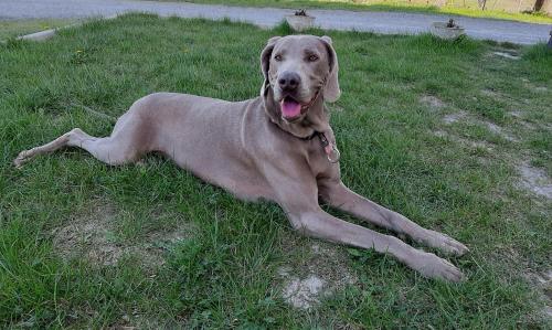  Agriturismo "Veritas" bed & Wine in Casaleggio Boiro