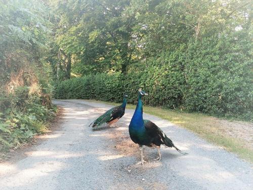 Greenways Valley Holiday Park 5