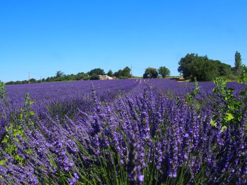 La Vita Dolce, Luberon