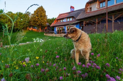 Casele cu Stuf B&B Haus Ulrike