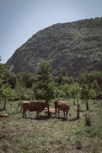 Pyrénées Boutx - Grand Gîte de caractère