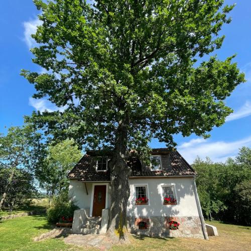 Willa Pod Dębem - Accommodation - Koczarki