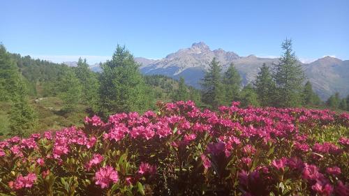  Bed & Breakfast Barba Bertu in Frassino