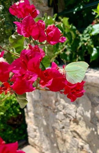 Aggelos and Thisbe Chania Suburbs Sea View Guest House