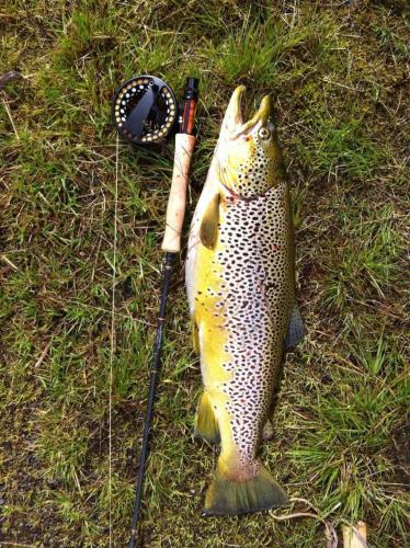 Bualie - Golsfjellet - Biking, swimmming, hiking. High standard. Bualie - Golsfjellet - Biking, swimmming, hiking. High standard.