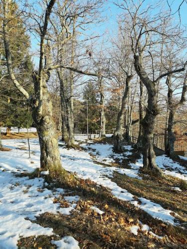 Casa del Castagno: un nido nel castagneto