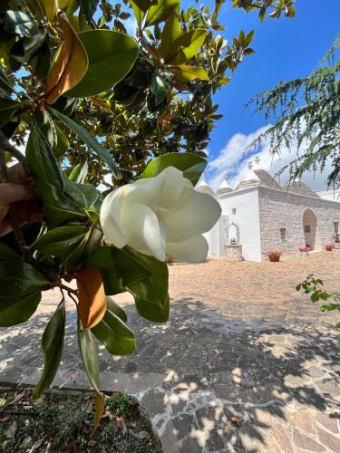 Trullo in vigna, Cisternino (fotografie 9)