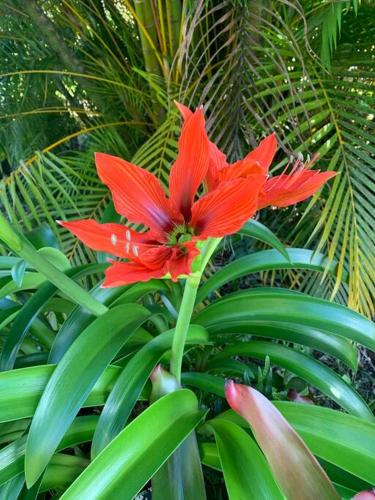 Home near Volcano National Park, Hilo, Kehena