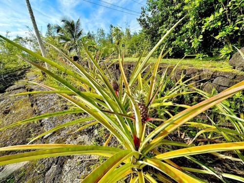 Home near Volcano National Park, Hilo, Kehena