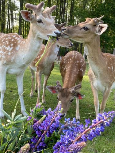 Rubikiai LUX Duplex Apartamentai Rubikiai LUX Duplex Apartamentai