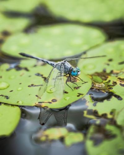 Wild Nature Lodge, Mareeba Wetlands