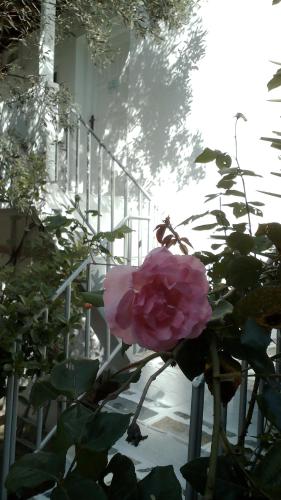 Azalea View - Amaranthos Skiathos studios - image 3