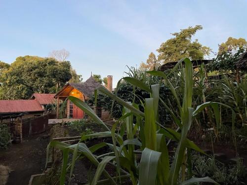 สวน, Mai Kilimanjaro Home Stay in มารังกู