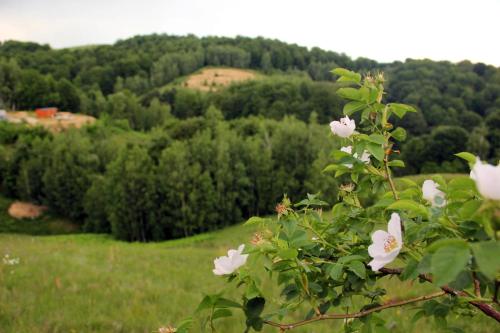 Butoiașele Montesanto - Explora y Alegrate (Butoiasele Montesanto - Explora y Alegrate) in Lăschia