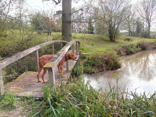 Snug & Secluded Lakeside Shepherds Hut 'Carp' in Uckfield